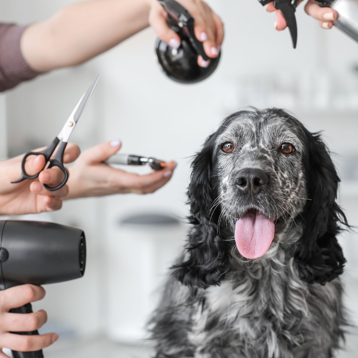 Salon Barber Dog Gniezno